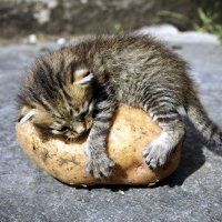 can-cats-eat-potatoes-06-2644058908